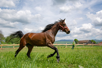 Horse running at the farm 
