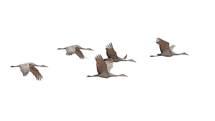 Fototapeta premium Sandhill Cranes Flying on a White Background