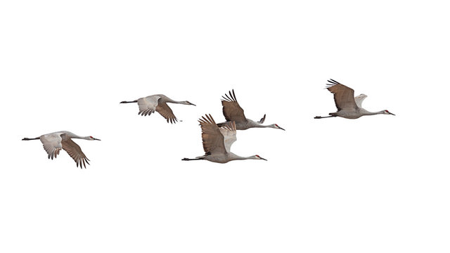 Sandhill Cranes Flying On A White Background