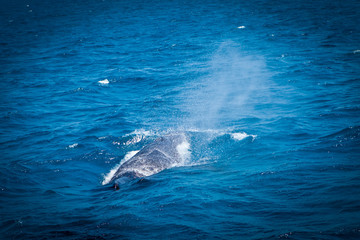 Red Sea Whale Migration