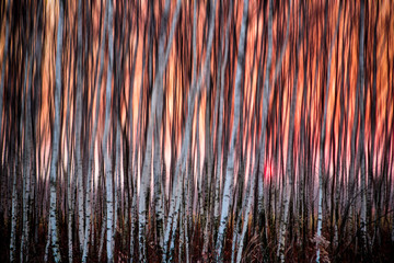 Brzozy © marcinbawiec