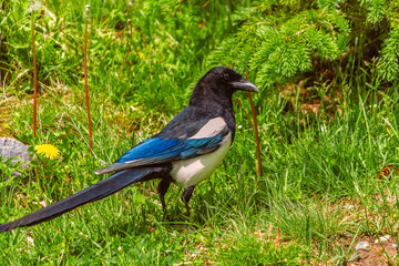 Magpie Walking in the Grass