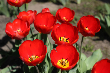 A small plantation of red tulips blooms in a bright, sunny, spring day.