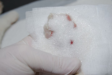 bite wound treatment with sugar in cat