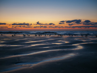 North Sea at Blankenberge, Belgium: Traces of low tide during the summer sunset on the beach with walking seagulls