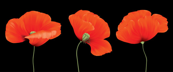 Three red poppy flowers composition isolated on the black background - 248023523