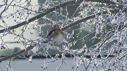 Bird on icy frost and snow tree branches in city during sunny cold winter day. Silhouettes of people in bus windows moving in background. Slow motion.