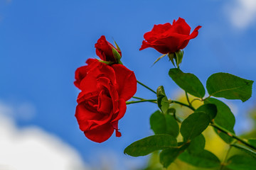 red rose in the sky