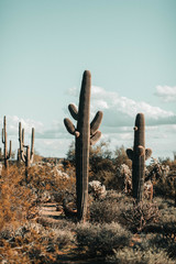 Saguaro Cactus in Desert Scene