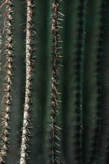 Saguaro Cactus Needles