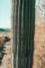 Saguaro Cactus Close Up