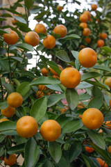Juicy and ripe orange tangerines on a tree branch