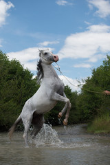 White Arabian stallion 