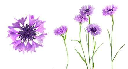 Set of purple flowers of knapweed isolated on white background