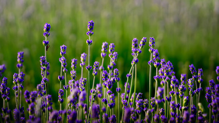Detail of lavender field fresh flowers 