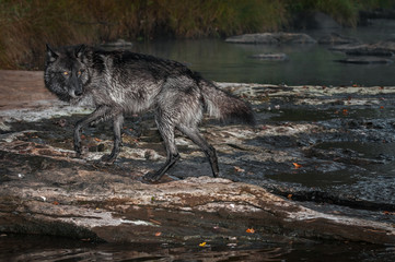 Black Phase Grey Wolf (Canis lupus) Steps Out of River Autumn