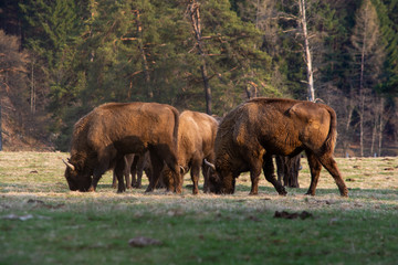 Romanian  bison in park national park