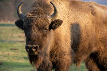 Romanian  bison in park national park © Eduard