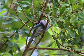 bird sanhaçu ou Palm Tanager