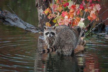 Raccoons (Procyon lotor) Looks Out Over Others Tail Autumn