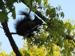 Münchner eichhörnchen