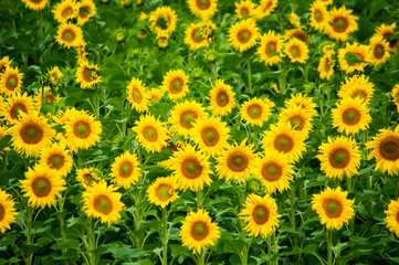 Sunflower field in summer time 