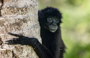 black spyder monkey in the rainforest of Panama