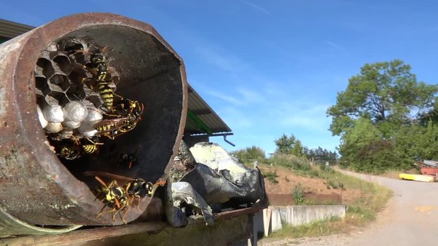 Feldwespennest auf Bauernhof, Eifel, Flug in Zeitlupe