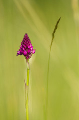 Pyramidal orchid Anacamptis pyramidalis in Czech Republic