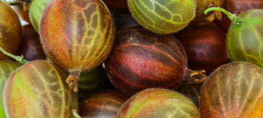 Stachelbeeren im Detail