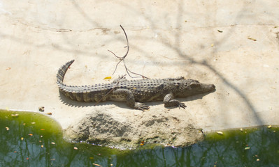 Crocodile rest in pool with water green near by