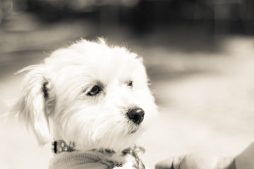 Portrait of a cute white long-haired Maltese