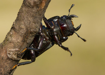 Lesser stag beetle Dorcus parallelipipedus in Czech Republic