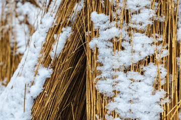 yellow reeds stacked in a pile in winter