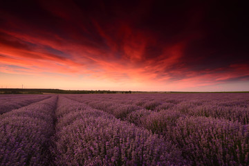 Fototapeta na wymiar sunset over the lavender field