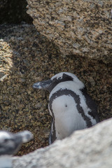 Jackass Penguin at Boulders beach, South Africa