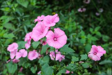 Beautiful pink flowers growing in the green home garden. Summer nature photo.