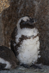 Jackass Penguin at Boulders beach, South Africa