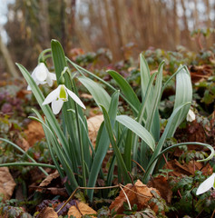 Obraz premium Galanthus nivalis - Perce-neige ou galanthe des neiges, fleur d'hiver.