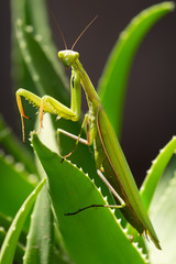 European Preying Mantis closeup 