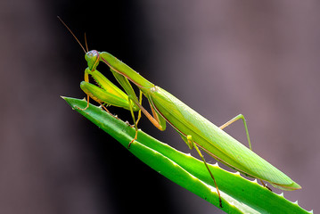 European Preying Mantis closeup 