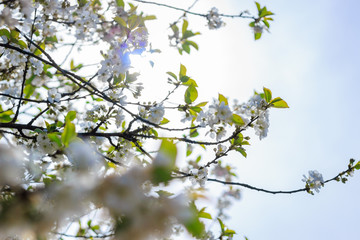 cerisier en fleur