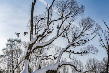 A beautiful branchy gray willow tree with snow and without foliage and a group of pigeons birds against the blue sky background in a park in winter