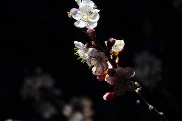 flowering peach in the dark, flowering of trees in spring, flowers of peach tree