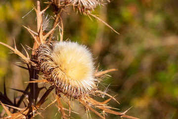 Close-up of a dry milk thistle flower head on a blurred natural background in a Bulgarian mountain forest field