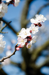 flowering peach, bloom of trees in spring, peach tree flowers