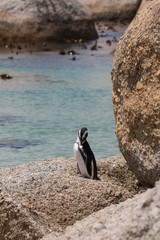 Fototapeta premium Jackass Penguin at Boulders beach, South Africa