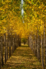 Naklejka premium Forest landscape detail in autumn time 