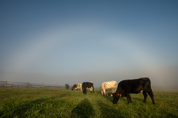 Cows on the hill of Transylvania , Eco farming in Romania 
