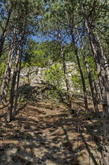 Springtime  forest in the Lozen mountain with pine tree and bush, Pancharevo, Sofia, Bulgaria 
